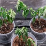 Mastering the Art of Marijuana Cloning: A Comprehensive Guide for Cultivators