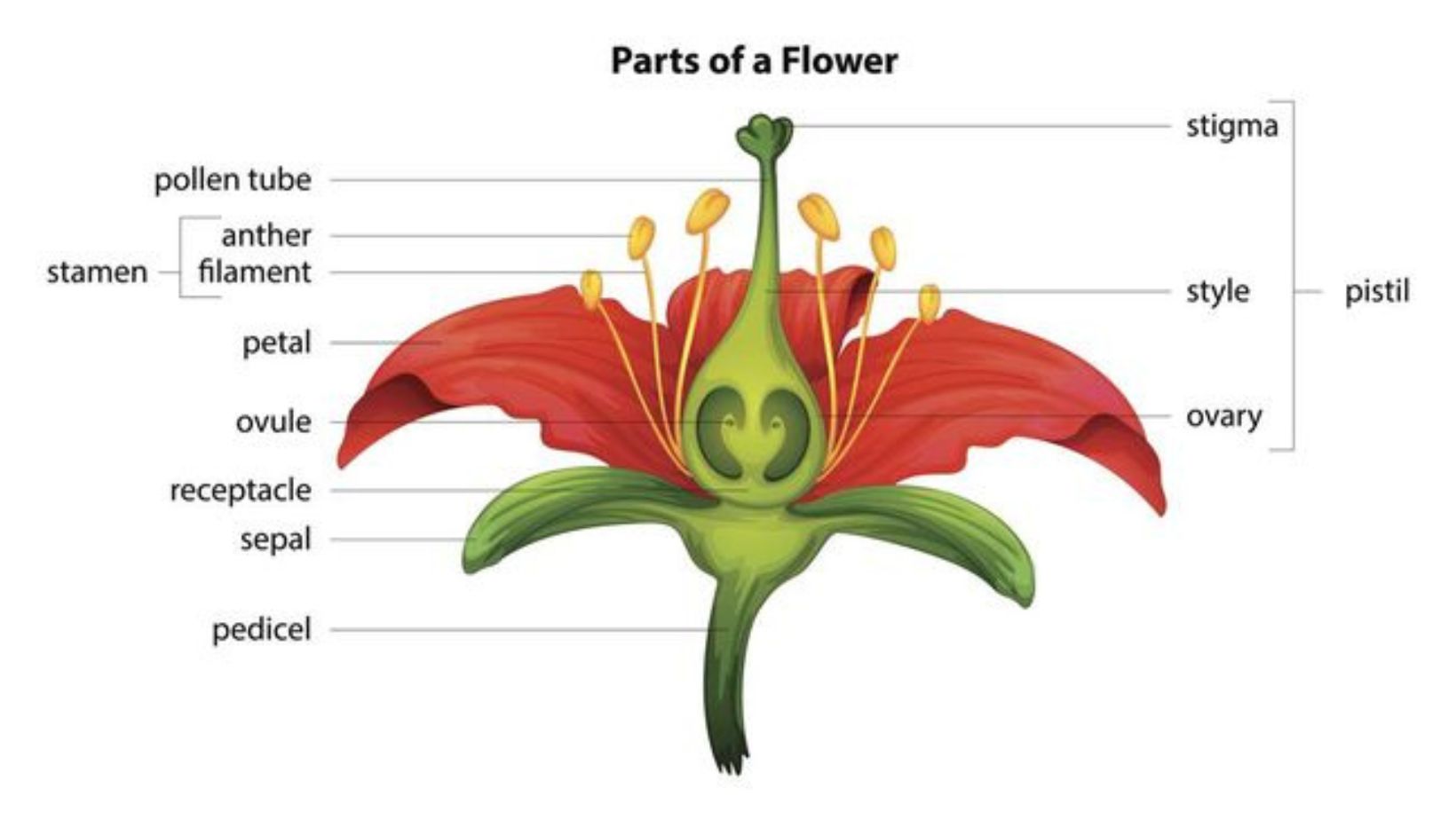 bagian bunga yang berfungsi sebagai alat kelamin jantan adalah