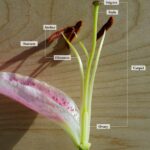 Bagian Bunga Yang Berfungsi Sebagai Alat Kelamin Jantan Adalah: Understanding the Male Reproductive Organs in Flowers