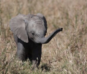 baby:et8a6cpompe= elephant