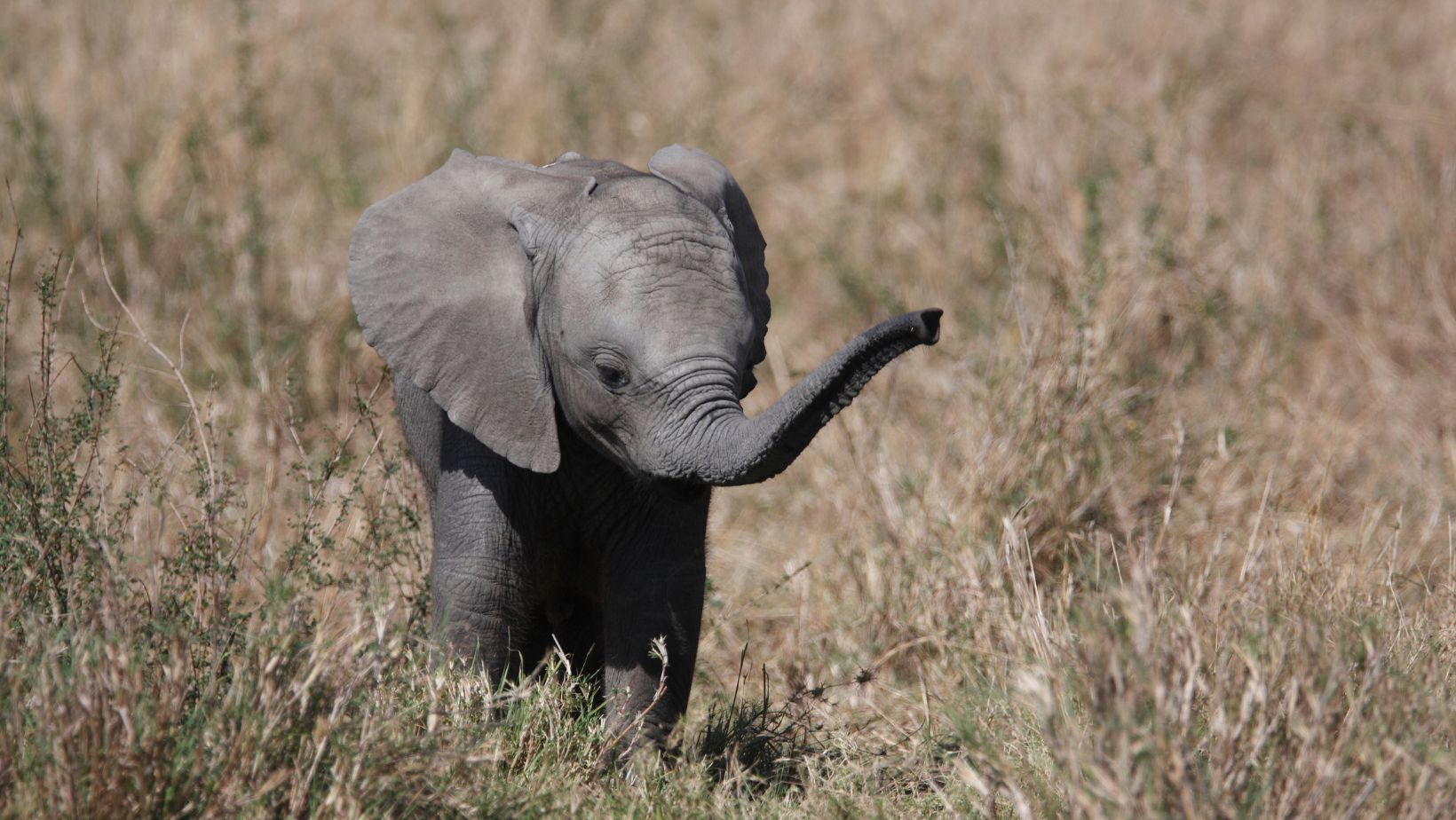 baby:et8a6cpompe= elephant