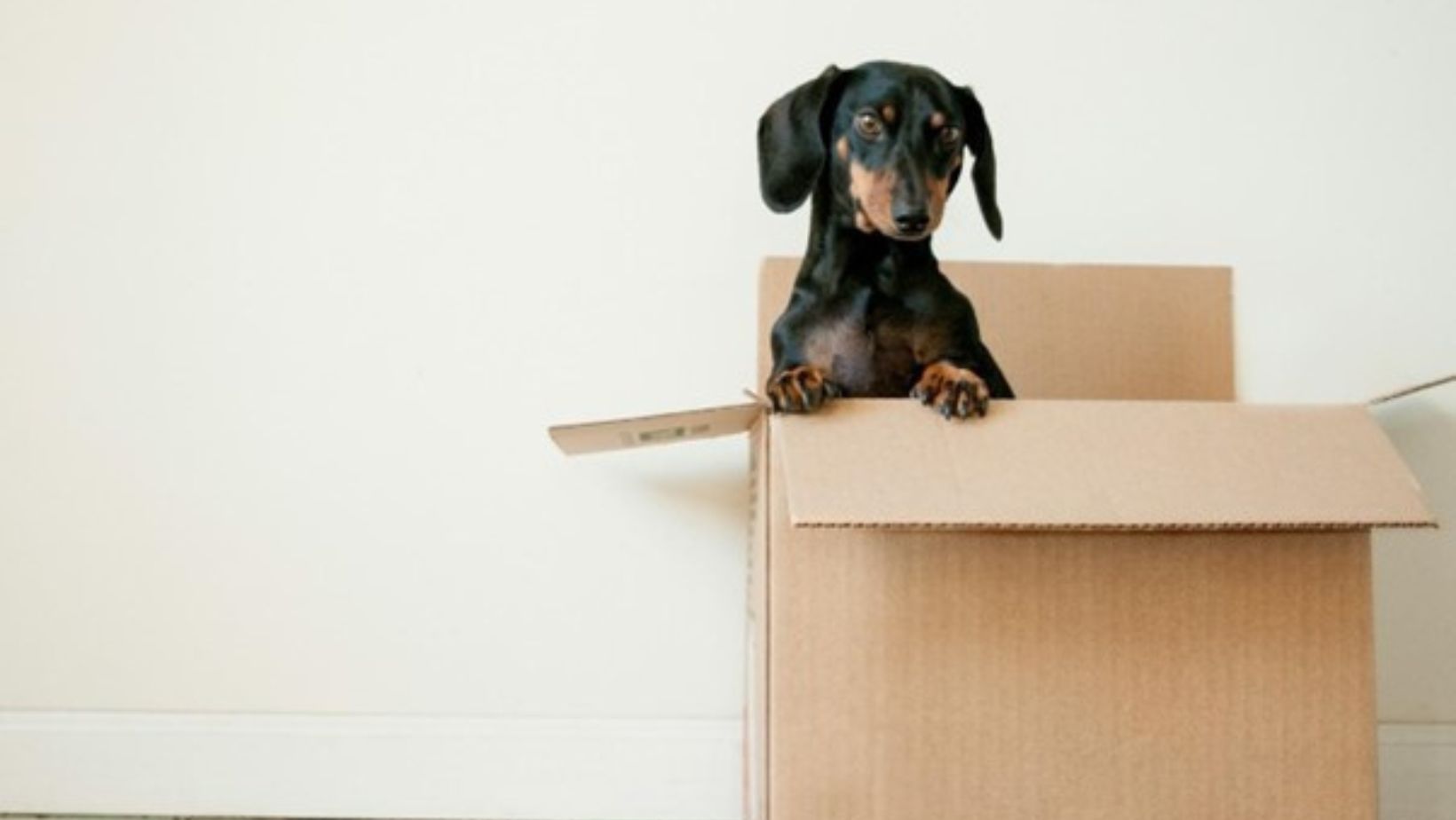 A puppy inside a moving box.