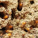 Four Tell-Tale Signs That Indicate Pests Inside Your House