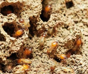 Free Termites Nature photo and picture