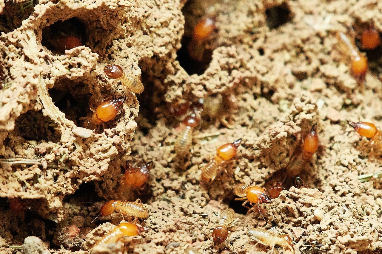 Free Termites Nature photo and picture